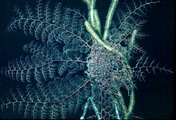 'NIGHT MOVES' Basket starfish feeding. Strictly nocturnal... by Rick Tegeler 